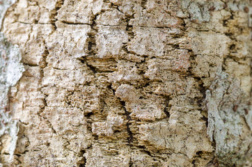 abstract texture background of tree