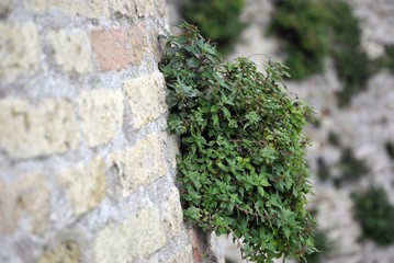 pianta nata sopontanea su un muro in pietra