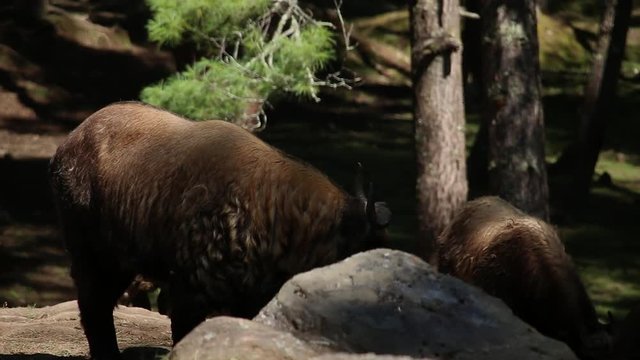 Bhutan Takine animal in a forest