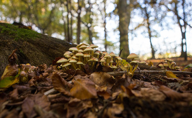 mushroom