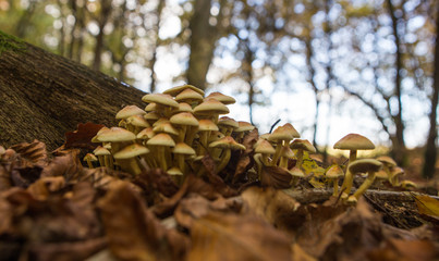 mushroom
