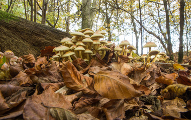 mushroom