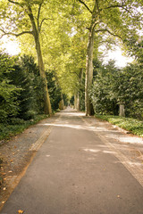 Fototapeta na wymiar Hauptweg über den Waldfriedhof