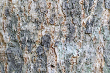 abstract texture background of tree