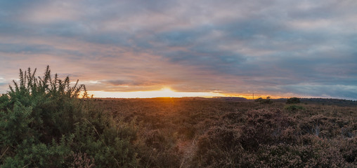 Sunset New Forest