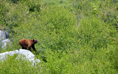 USA: Sequo&iuml;as et Yosemite national park