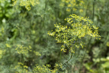 Fresh dill in the garden