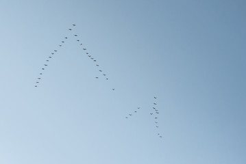  Flock of birds in the sky