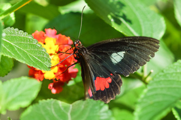 Tropical butterfly Papilio Rumyantsev (lat. Papilio Rumanzovia) on the flower of Lantana (lat. Lantana)