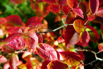 Highbush blueberry colored leaves