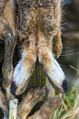 long ears of a european brown hare after it has been hunted