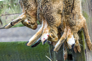 European brown hare hanging after a ame drive