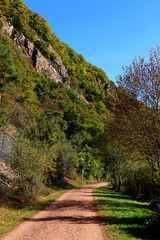 Fototapeta na wymiar Herbst-Wald