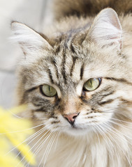 adorable brown siberian cat looking up