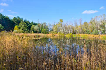 Dry reed on a bank of the lake on autumn