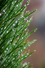 festive christmas spruce tree background on a cold day in the sn