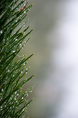 festive christmas spruce tree background on a cold day in the sn