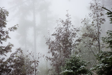 festive christmas spruce tree background on a cold day in the sn