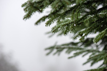 Obraz premium festive christmas spruce tree background on a cold day in the sn