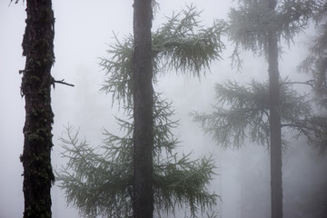 festive christmas spruce tree background on a cold day in the sn