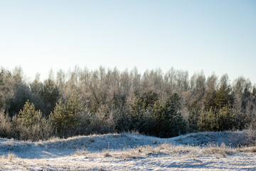 cold morning in the field in winter