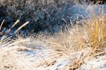Fototapeta premium cold morning in the field in winter
