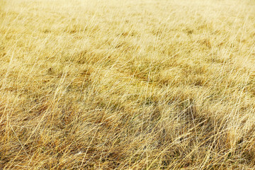 Alpine grass background