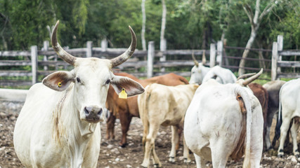 Cows YUCATAN