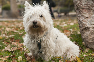 White scottish terrier closeup on fallen autumn leaves ground in park