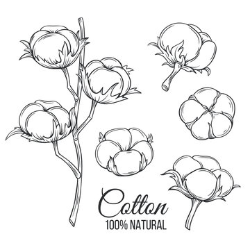 Hand drawn decorative cotton flowers