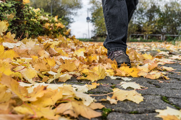 Fototapeta premium Herbstlaub auf dem Fußweg