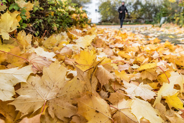 Herbstlaub, belbe Blätter im Herbst auf dem Fußweg, 