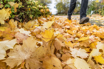 Herbstlaub, belbe Blätter im Herbst auf dem Fußweg, 