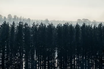 Papier Peint photo Lavable Forêt dans le brouillard Paysage. Le mur d& 39 arbres en lumière de contour. Perspective tonale.