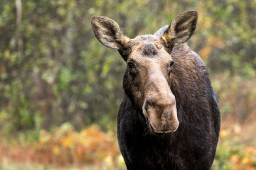 Moose - Alces alces, portrait of a female cow.  Bokeh of autumn colored leaves in the background.