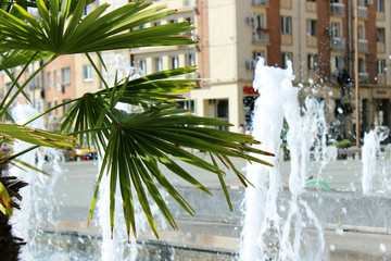 Palma in the city centre on the background of fountains and mult