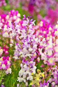 521 Best 金魚草 Images Stock Photos Vectors Adobe Stock