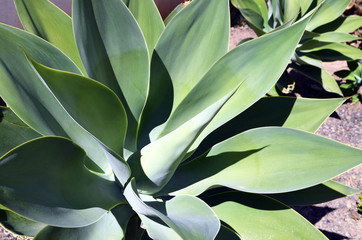 Agave succulent plants growing wild  in Tenerife,Canary Islands,Spain.Floral background.