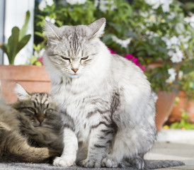 Naklejka na ściany i meble Beautiful silver domestic cat of siberian breed in the garden