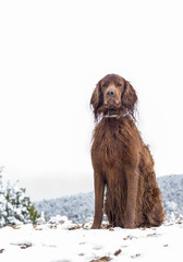 Retrato de un perro de la raza Setter Irlandés en un paisaje nevado 