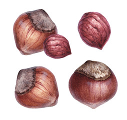 Watercolor illustrations of hazelnut
