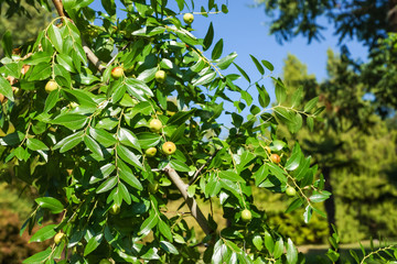 Harvest branch jujube (lat. Ziz?phus jujuba)