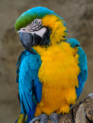 Blue-and-yellow macaw (Ara ararauna), Macaw parrot in a zoo