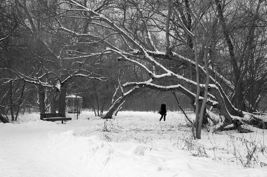 Fototapeta Park in snowy winter weather.