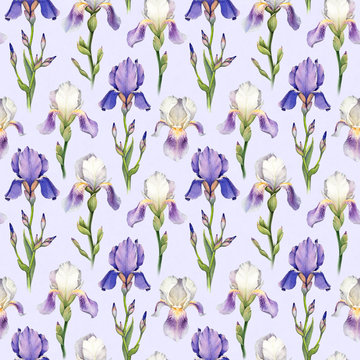 Watercolor iris flower illustration. Seamless pattern