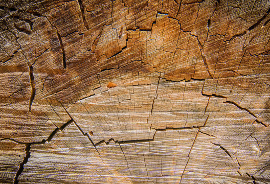 Geometric Texture Of A Tree Bark