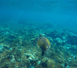 Fototapeta na wymiar Green turtle swimming in blue lagoon of tropic sea