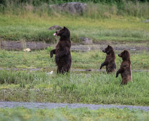 Obraz premium Three Bears Standing at Pack Creek