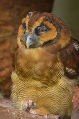 Inside view of Kuala Lumpur Bird Park. Kuala Lumpur Bird Park is reputed to be the largest walk in free flight aviary in the world