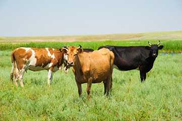 Fototapeta na wymiar Herd of cows grazing